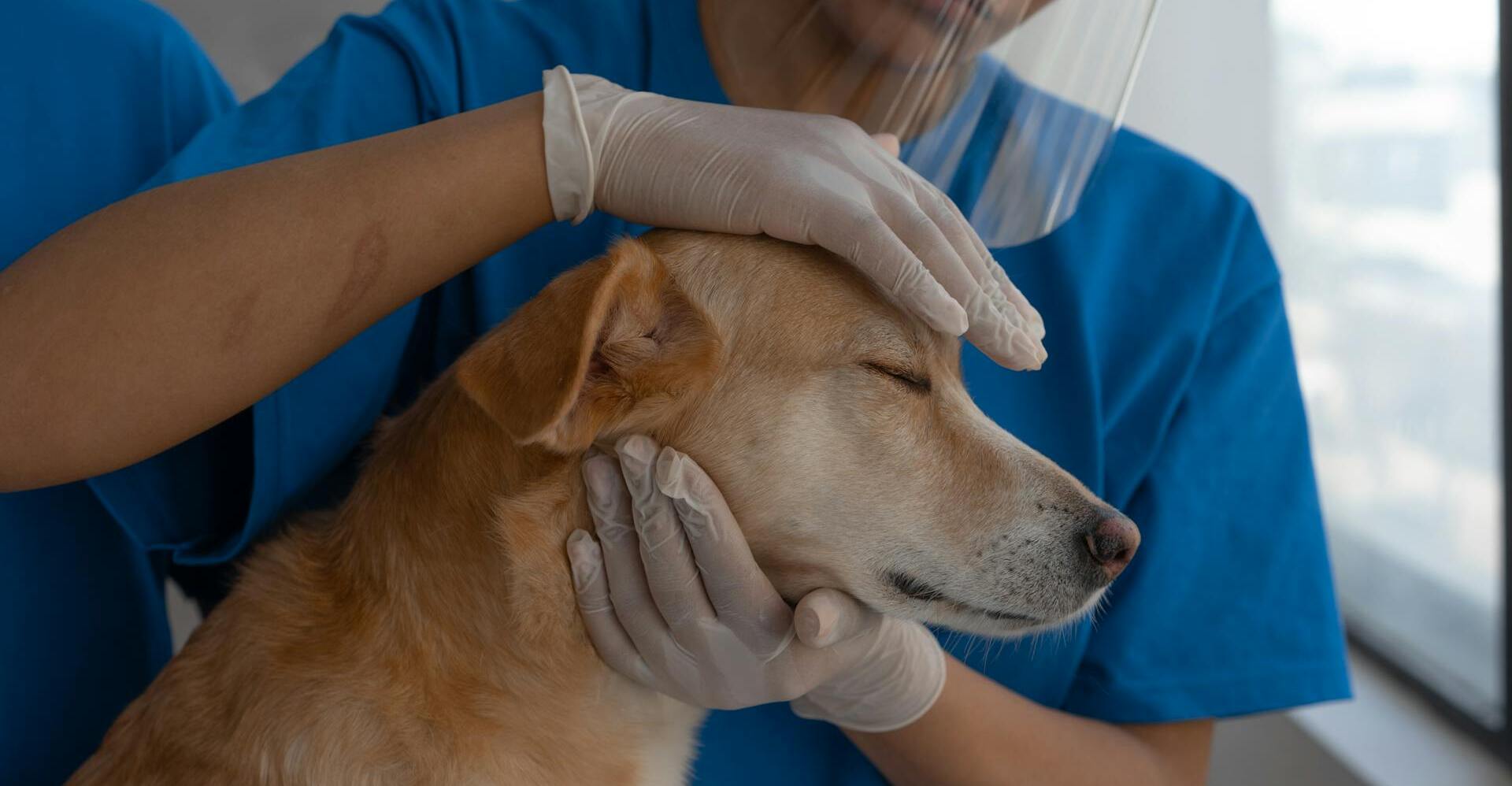 Protección de datos para clínicas veterinarias: cumplimiento del RGPD y garantía de confidencialidad